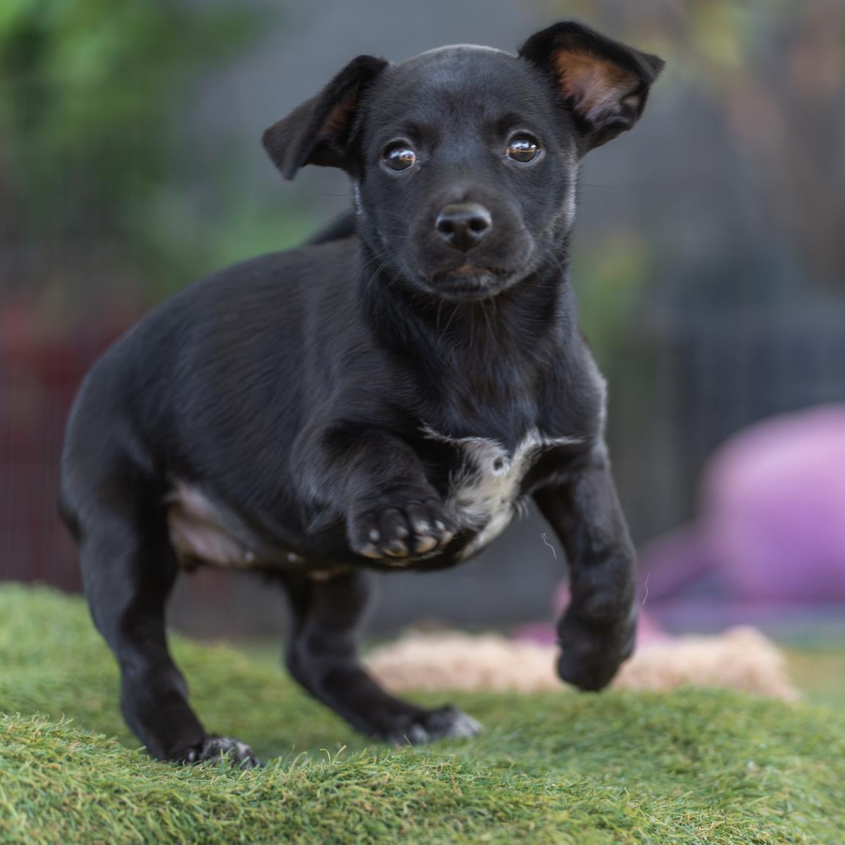 Catalina Pup - Tongva