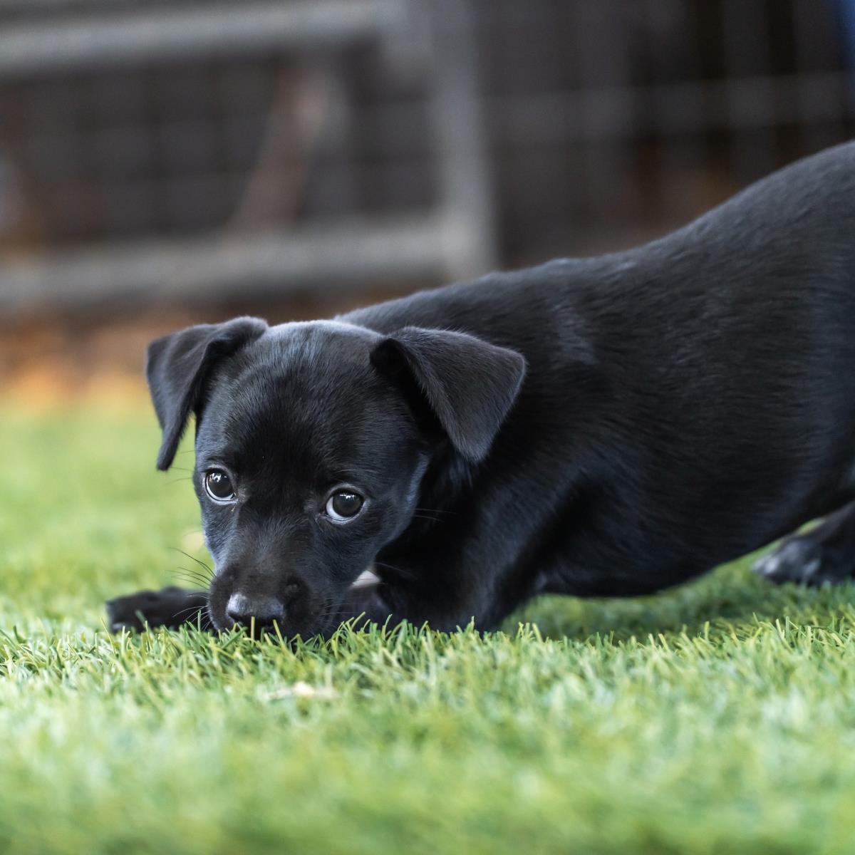Catalina Pup - Tongva
