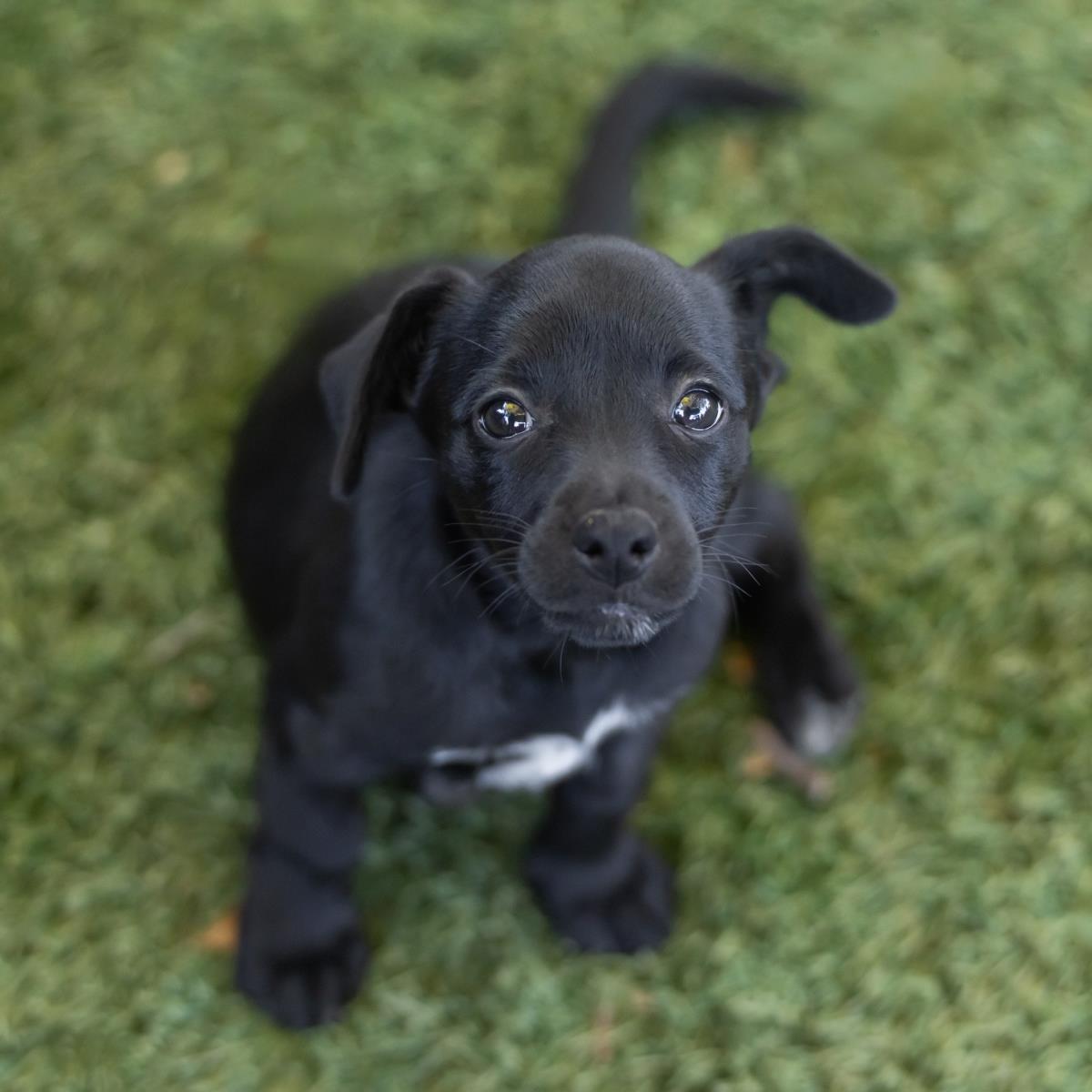 Catalina Pup - Tongva