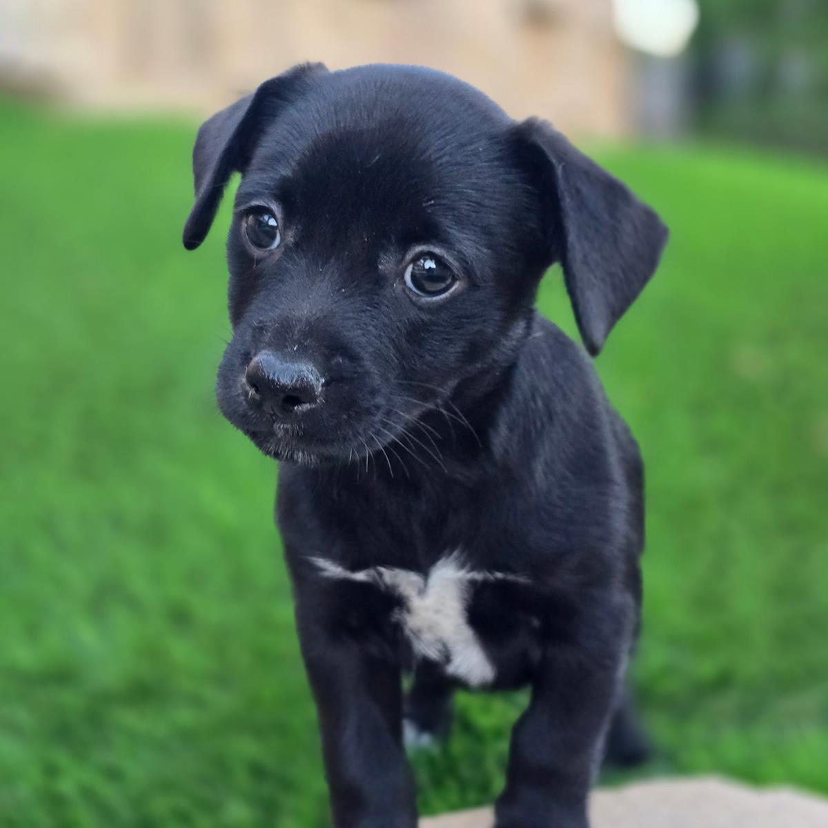 Catalina Pup - Tongva