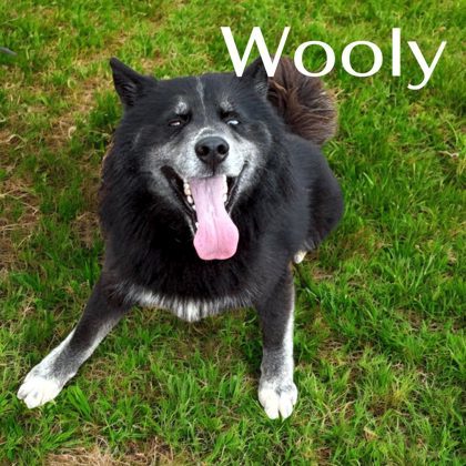 Wooly
