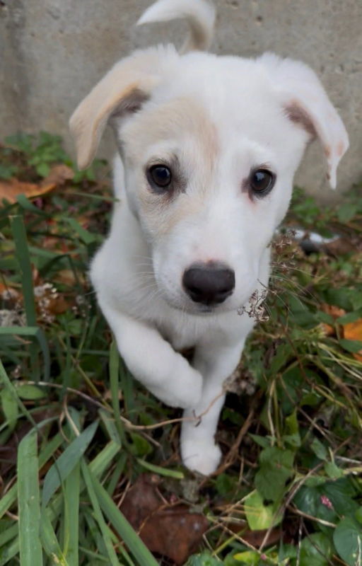 Blizzard thumbnail 3