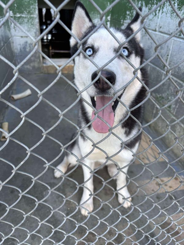 Loki - At shelter available 11/5