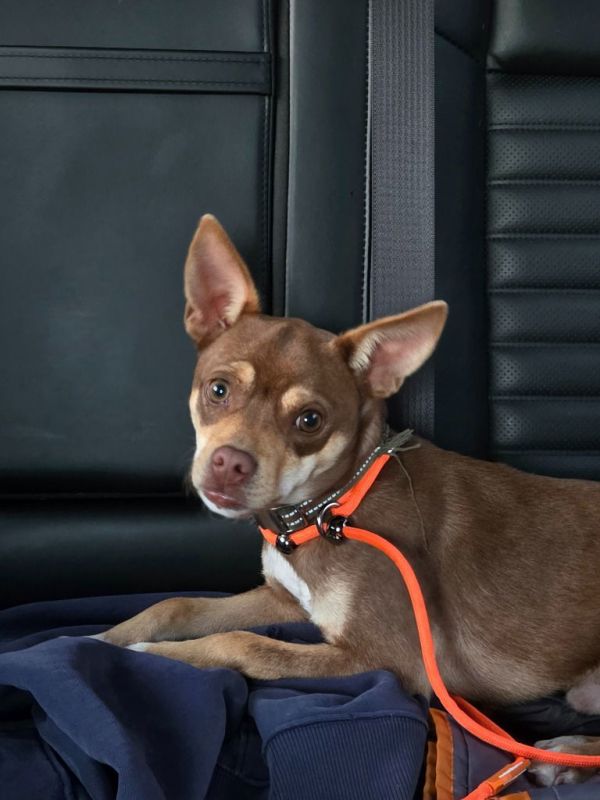 Milo