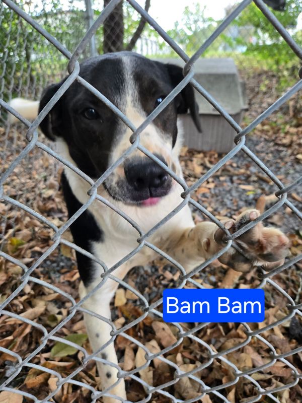 Bam Bam