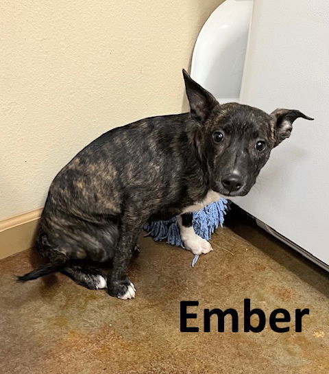 Ember