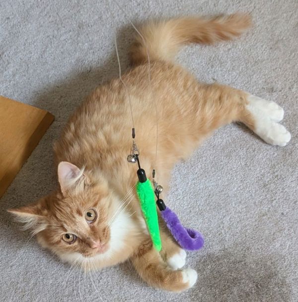 Simon Purr