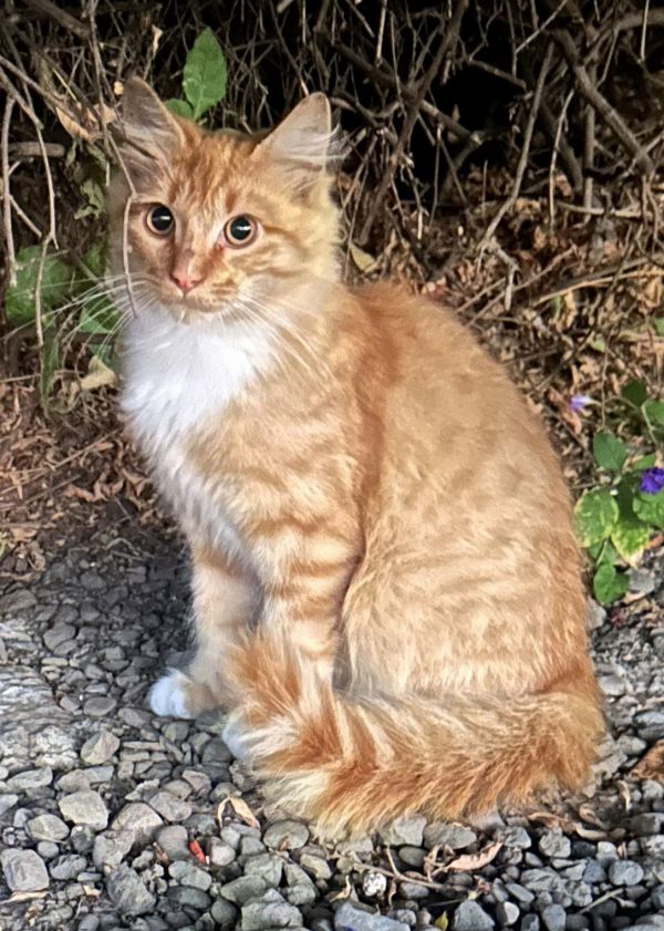 Simon Purr thumbnail 2