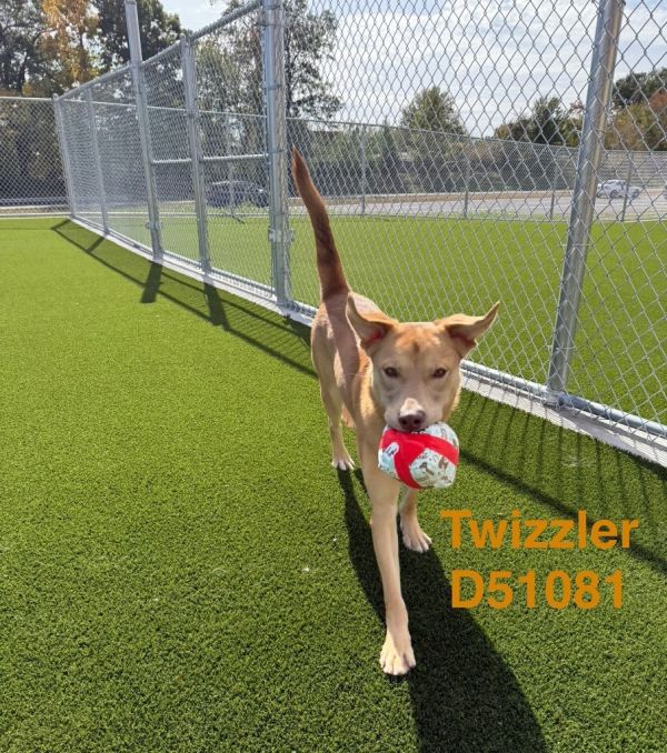 Twizzler
