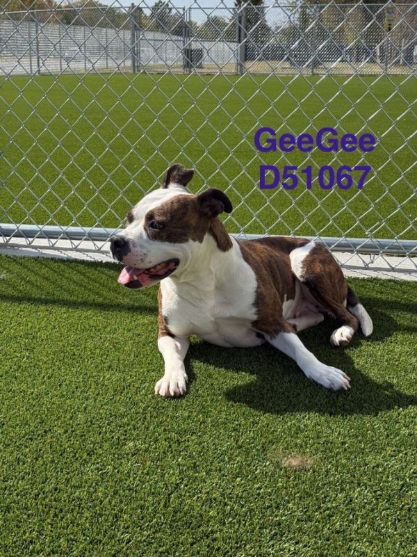 Geegee