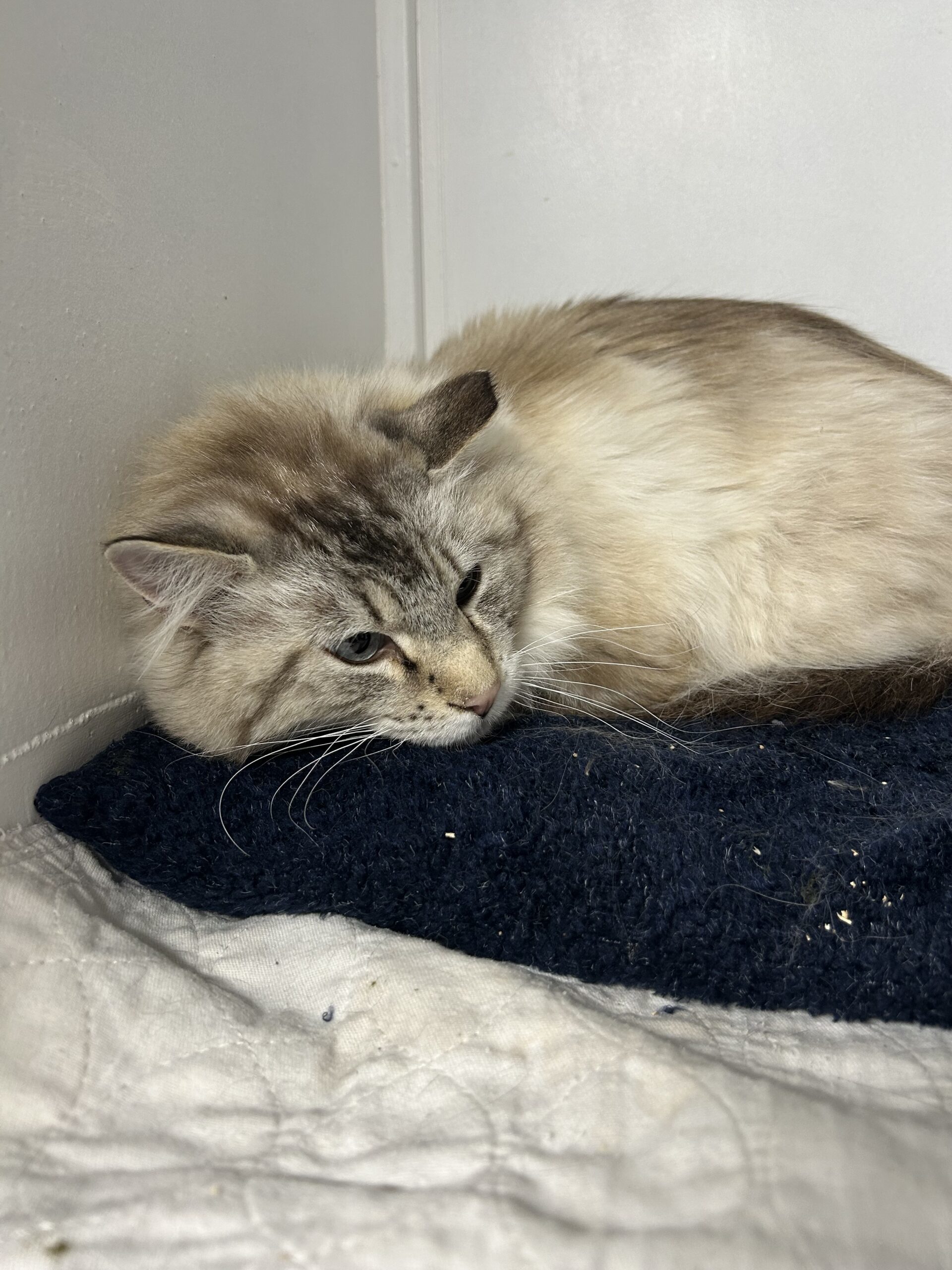BB, an adoptable Domestic Long Hair in Dillon, MT, 59725 | Photo Image 1
