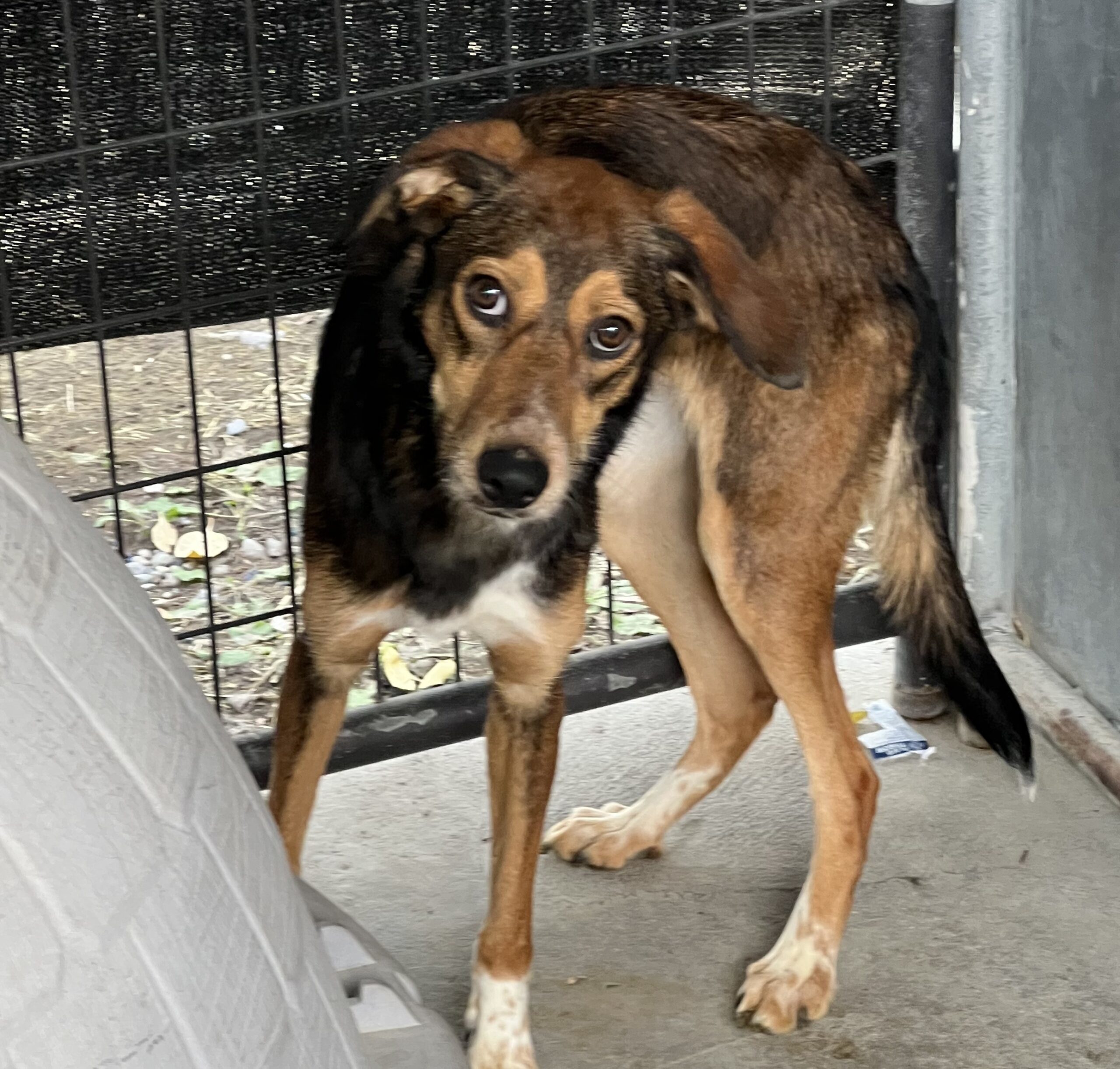 Winnie, an adoptable German Shepherd Dog, Mixed Breed in Dillon, MT, 59725 | Photo Image 1