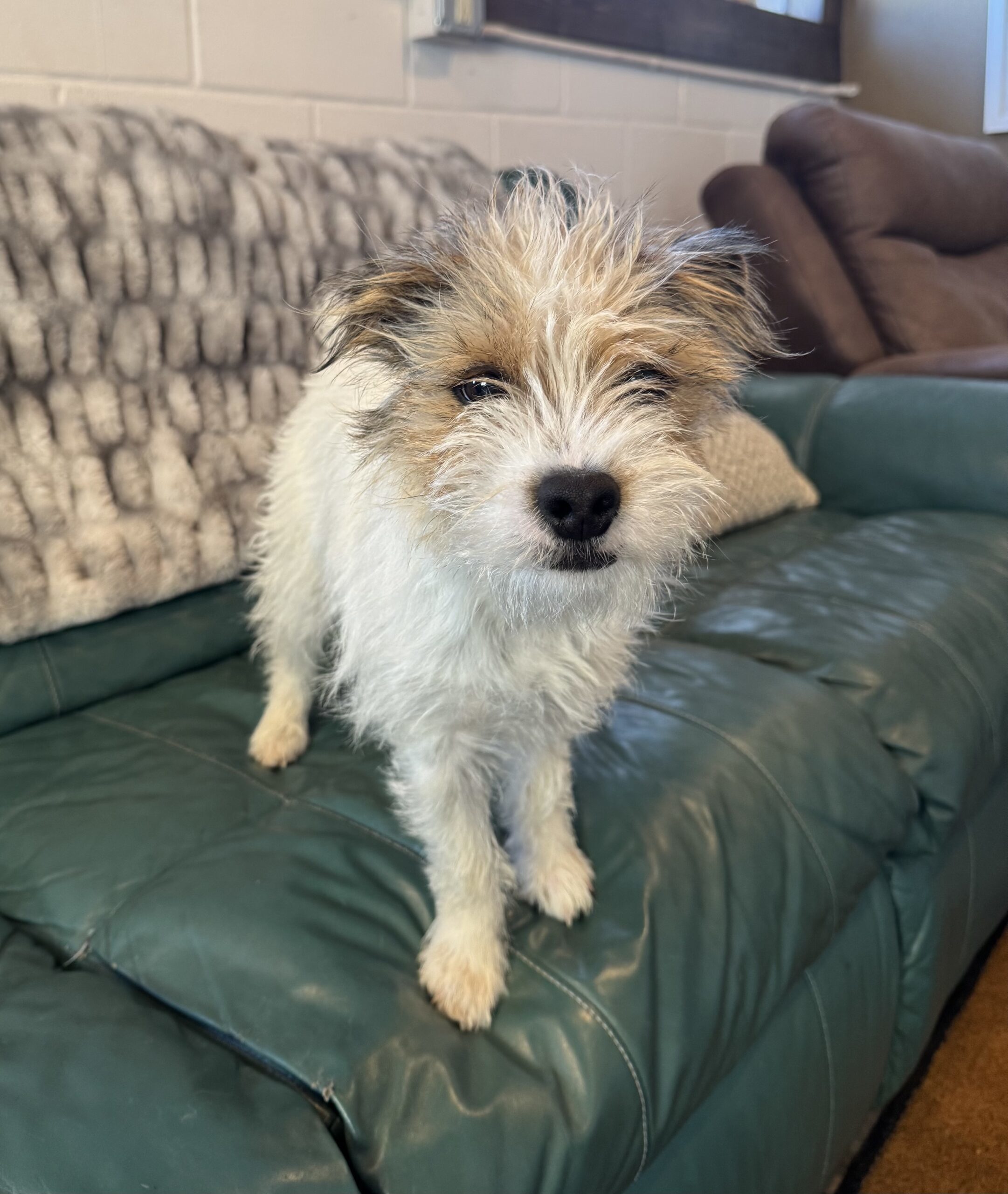 SandyBoy, an adoptable Jack Russell Terrier in Dillon, MT, 59725 | Photo Image 1