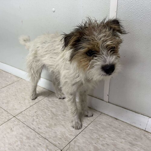 SandyBoy, an adoptable Jack Russell Terrier in Dillon, MT, 59725 | Photo Image 2