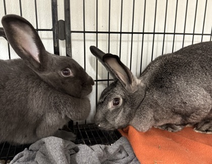 Rapunzel & Tinkerbell Bonded Pair