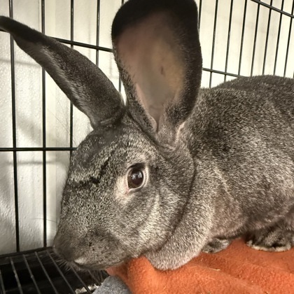 Rapunzel & Tinkerbell Bonded Pair