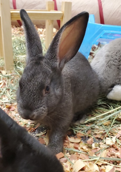 Rapunzel & Tinkerbell Bonded Pair
