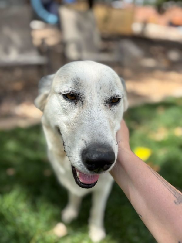 Scarlett thumbnail 3