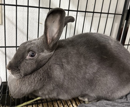 Tinkerbell & Rapunzel Bonded Pair