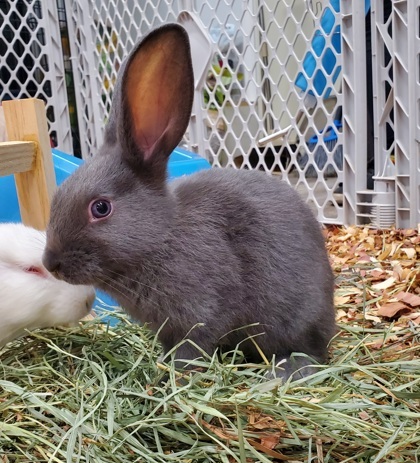 Tinkerbell & Rapunzel Bonded Pair