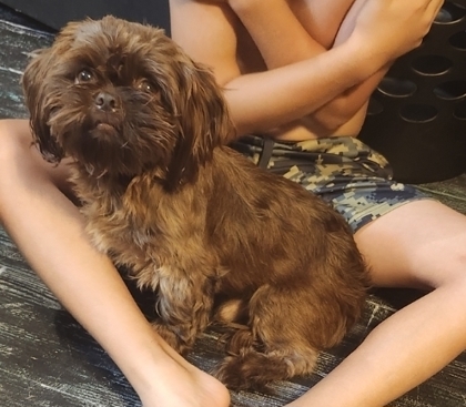 Brownie