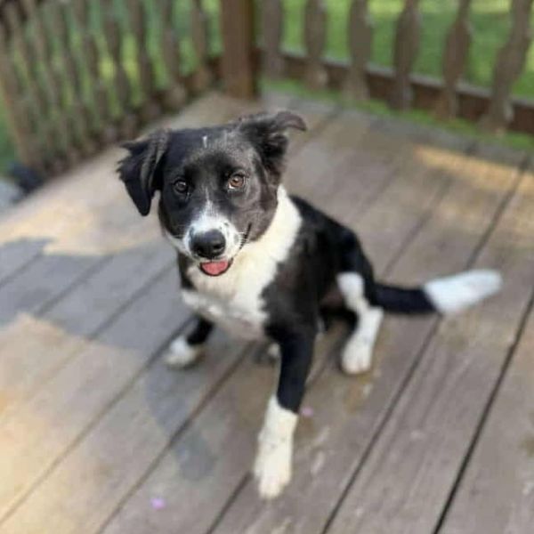 Sadie