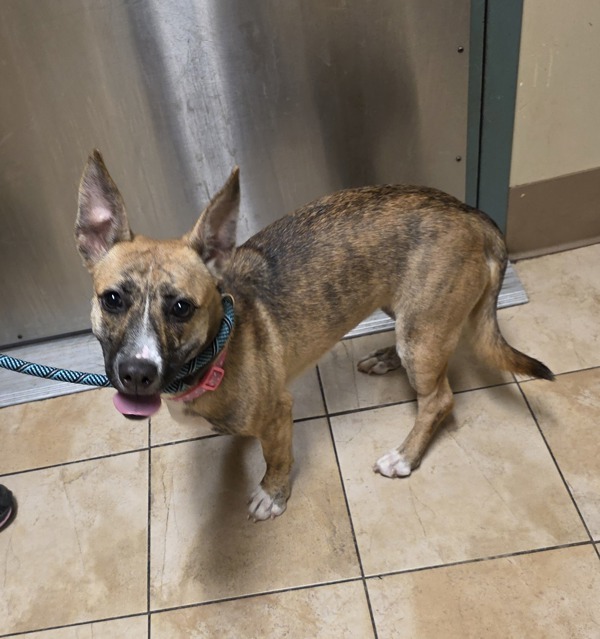 Totzilla thumbnail 2