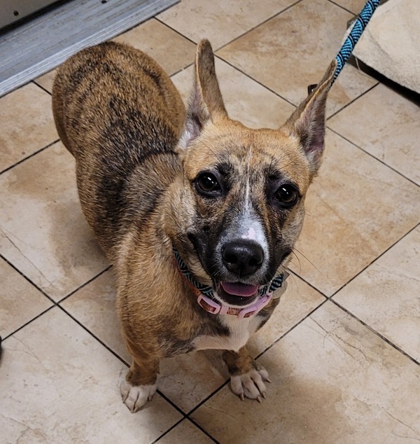 Totzilla thumbnail 4