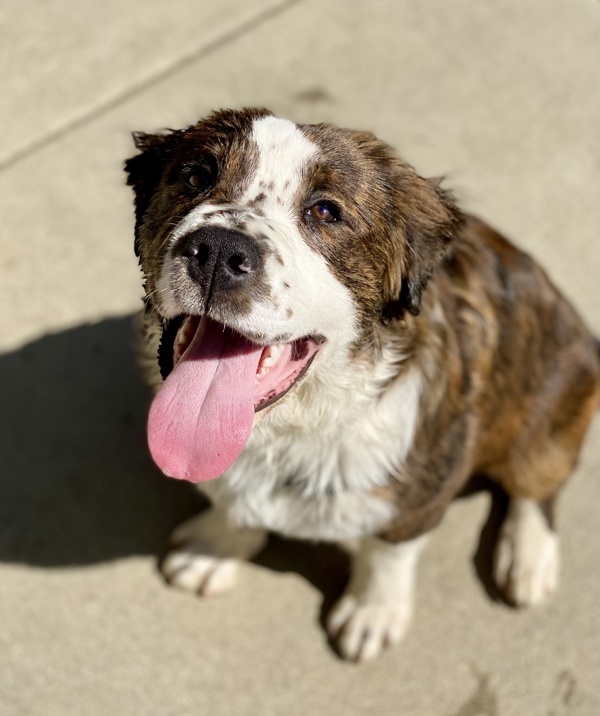 Georgie