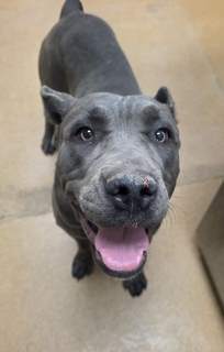 Nova