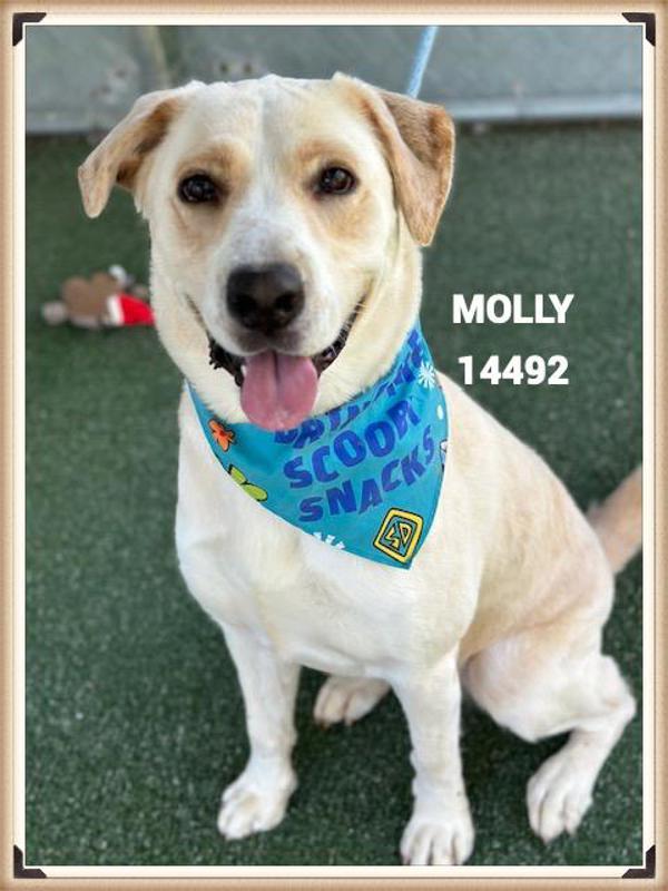 Molly (810)