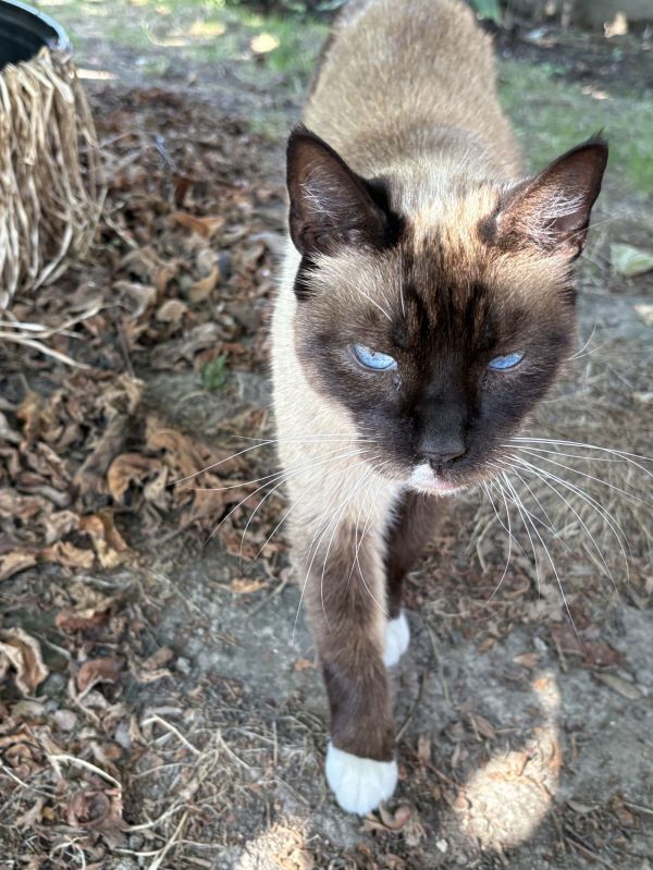 Katniss &amp; Kungpaooffered By thumbnail 2