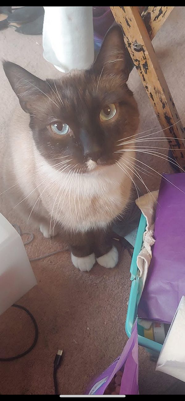 Katniss &amp; Kungpaooffered By thumbnail 3