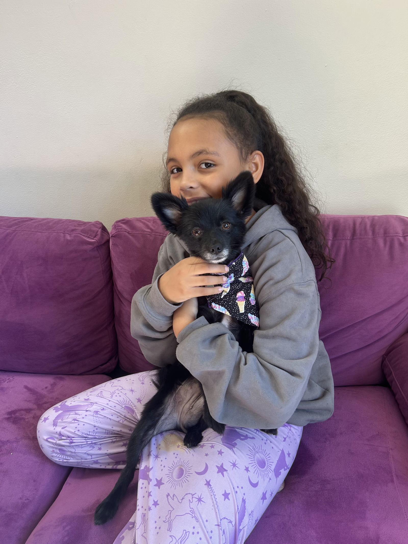 Ruby, an adoptable Pomeranian, Schipperke in Livonia, MI, 48152 | Photo Image 3