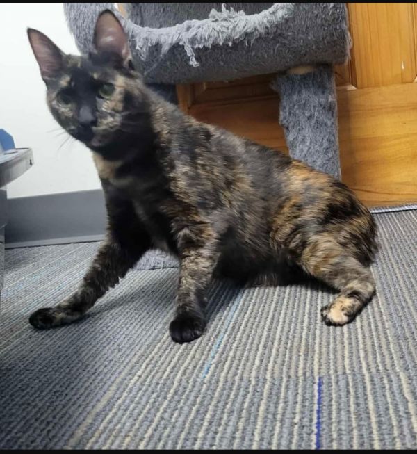 Berliozspecial Needs Ch