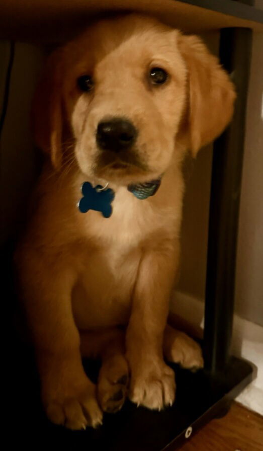 Pumpkin Spice thumbnail 2