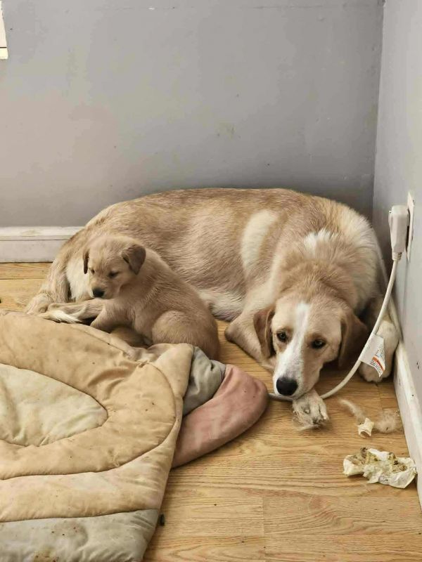 Pumpkin Spice thumbnail 3