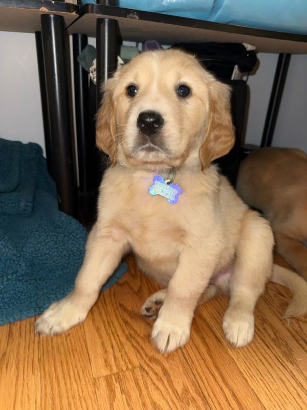 Sweet Potato thumbnail 2