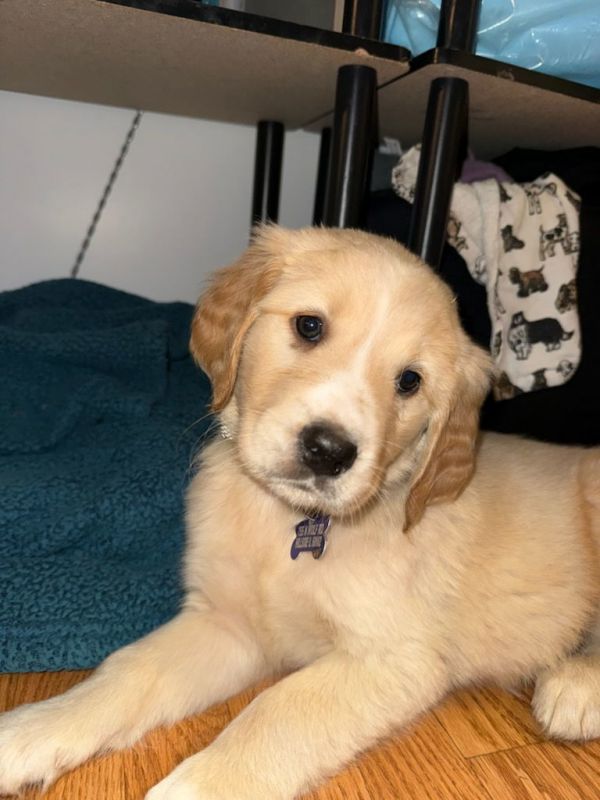 Sweet Potato thumbnail 3