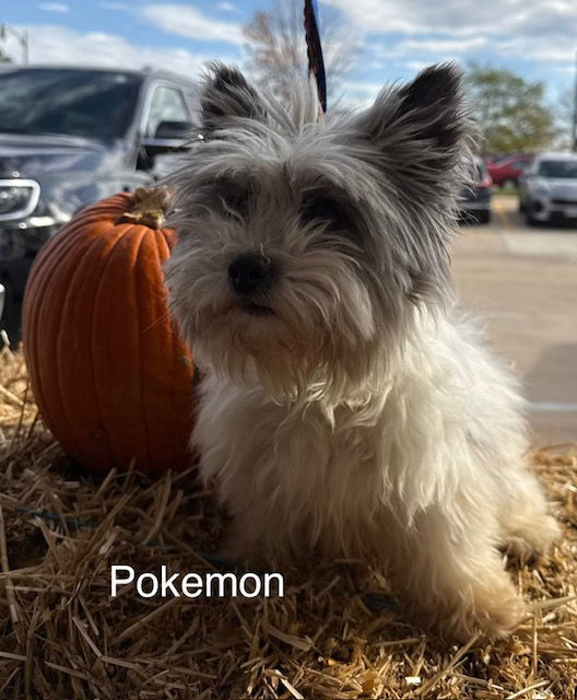 Pokemon