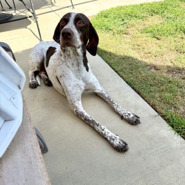Koa