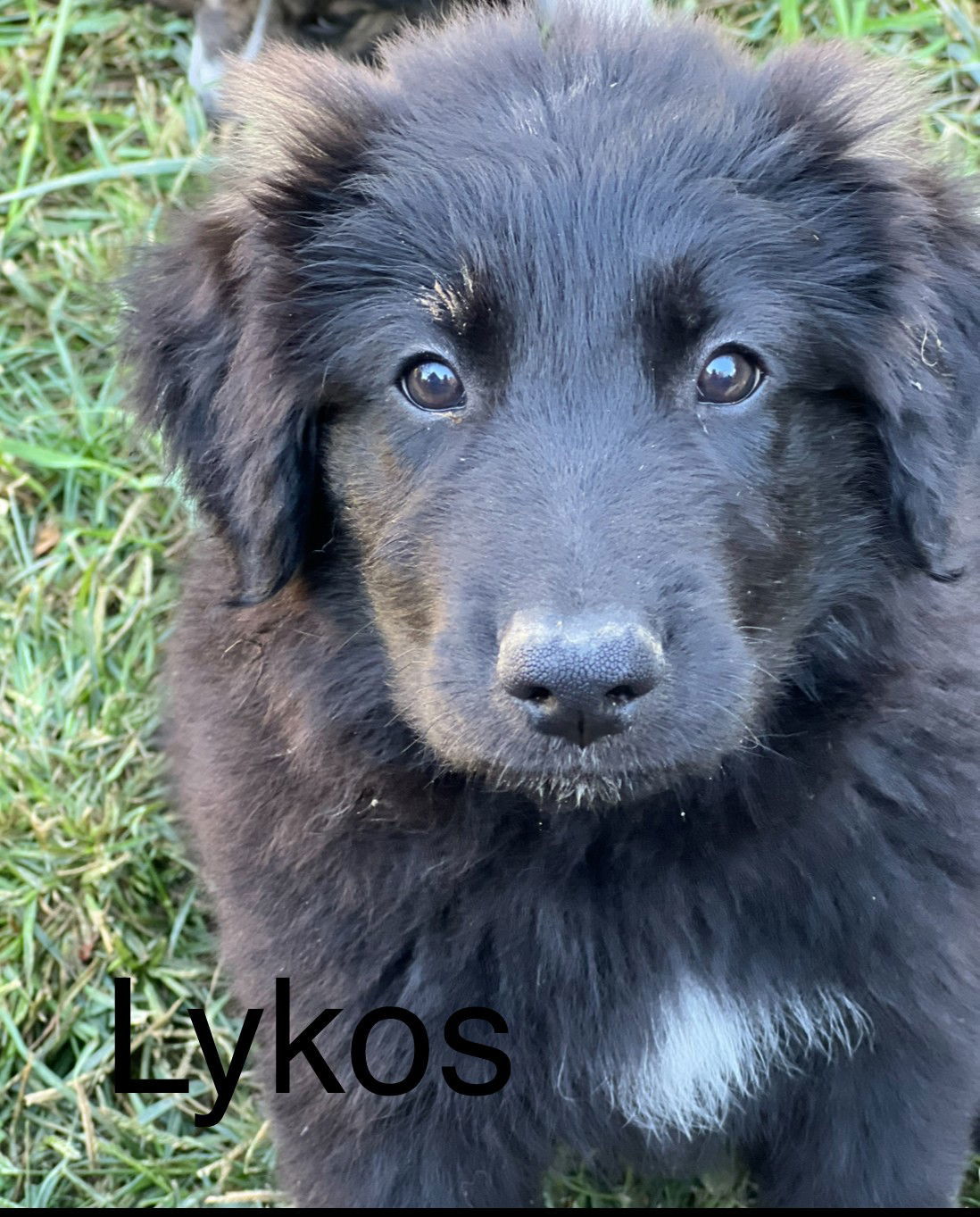 Lykos