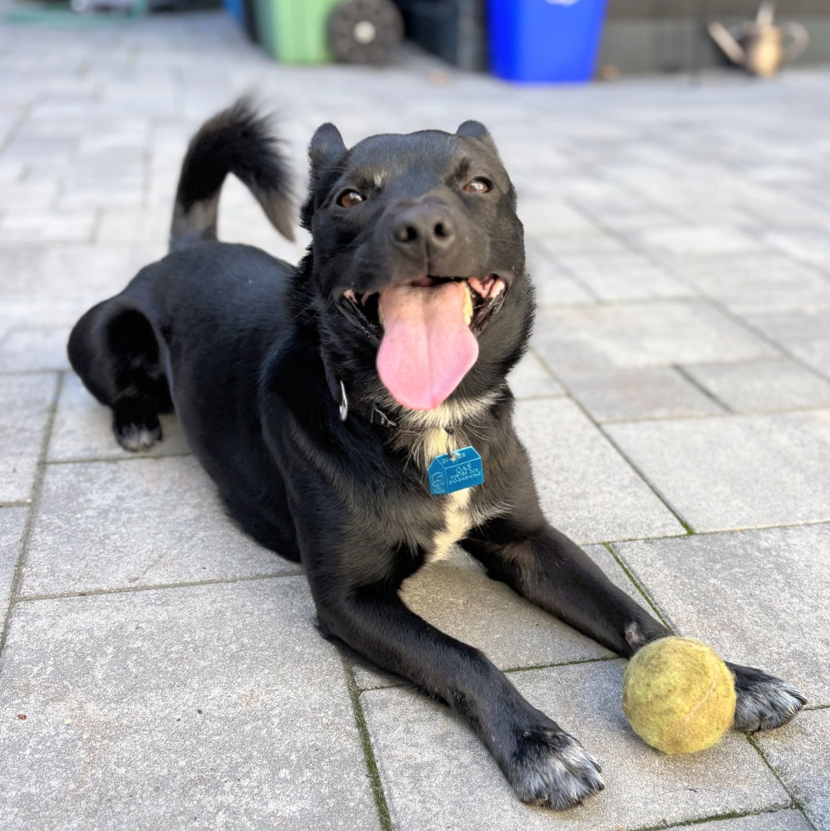 Tripper, an adoptable Schipperke in Oakland, CA, 94601 | Photo Image 1