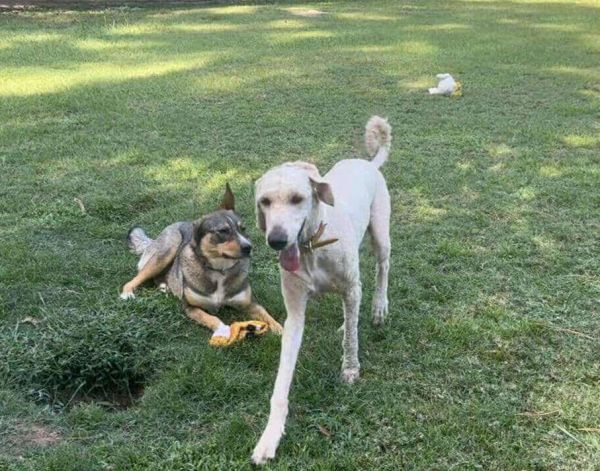 Leviticus Arriving thumbnail 2