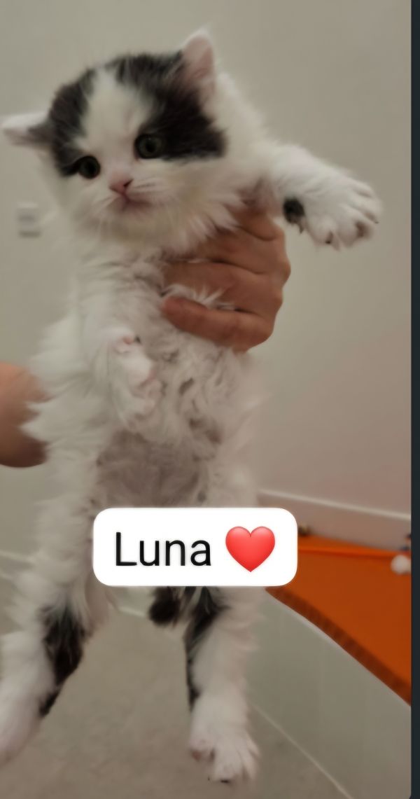 Luna thumbnail 3