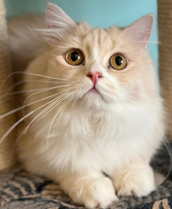 Marmalade thumbnail 2