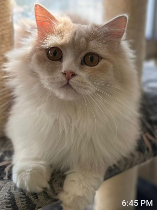 Marmalade thumbnail 3