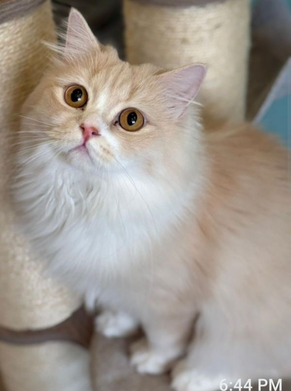 Marmalade thumbnail 5