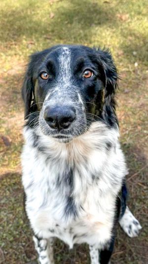 Dottie