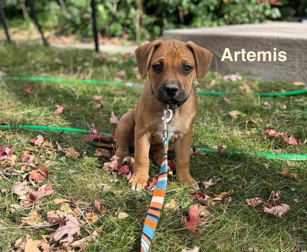 Artemis